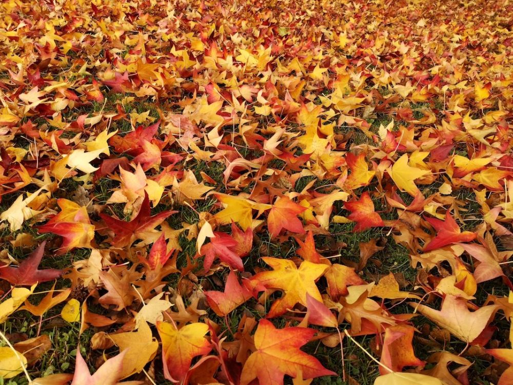 Von Hillentrup nach Lemgo