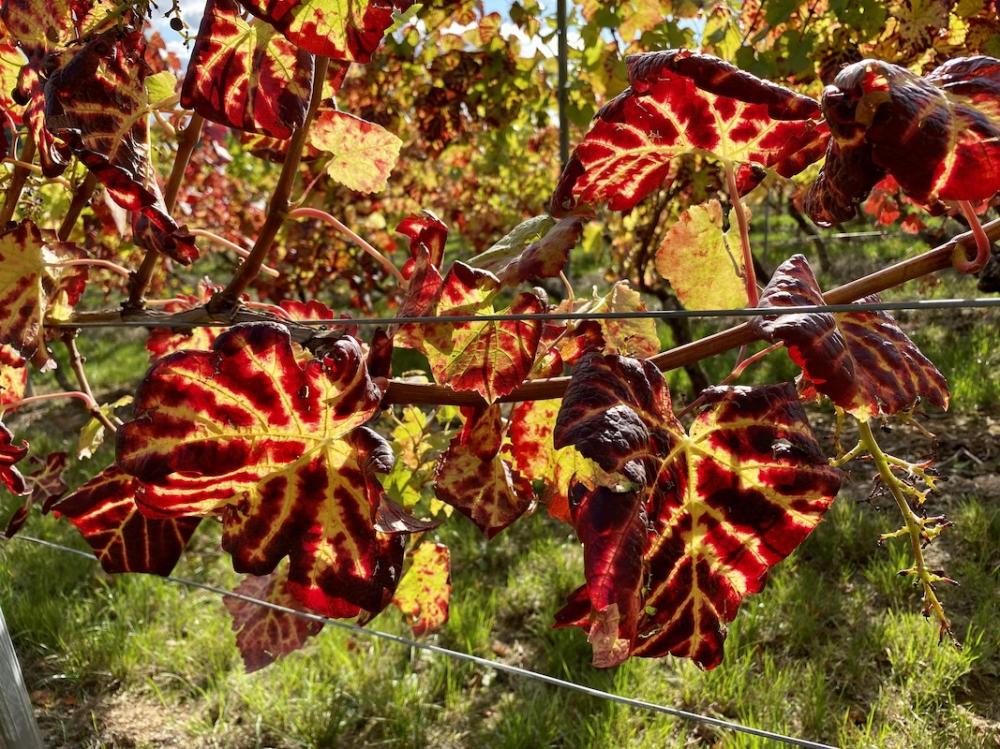 Unterwegs im Labyrinth des Lebens